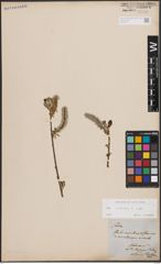 Foto von Salix cinerea L.